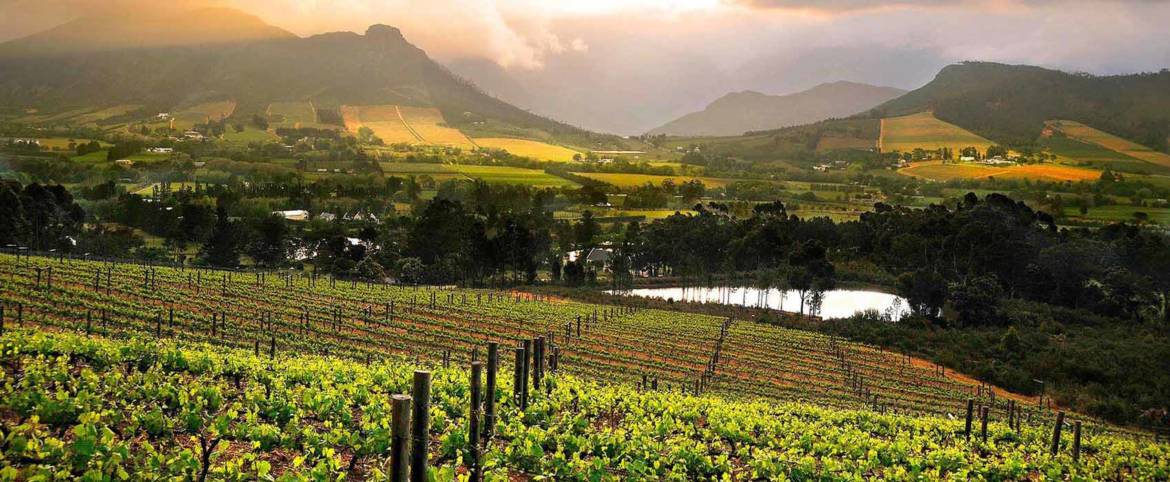 south-africa-wine-ronanklein.jpg